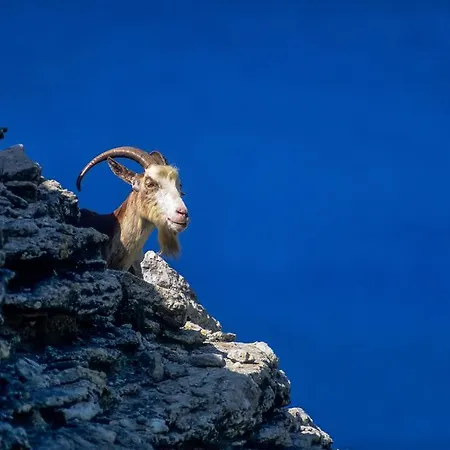 Capo D'orto - Porto - Corse