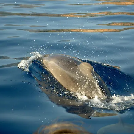 Hotel Capo D'orto - Porto - Corse Porto (Corsica)