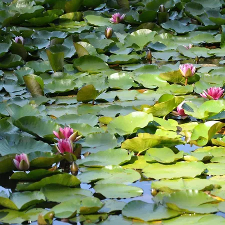 Hotel Capo D'orto - Porto - Corse