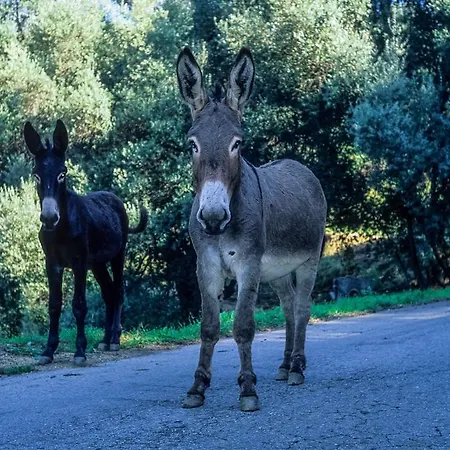 Hotel Capo D'orto - Porto - Corse