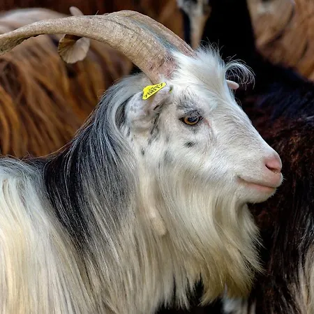 Capo D'orto - Porto - Corse