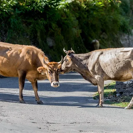 Hotel Capo D'orto - Porto - Corse