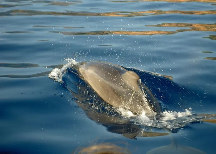 Otel Capo D'orto - Porto - Corse Porto (Corsica)