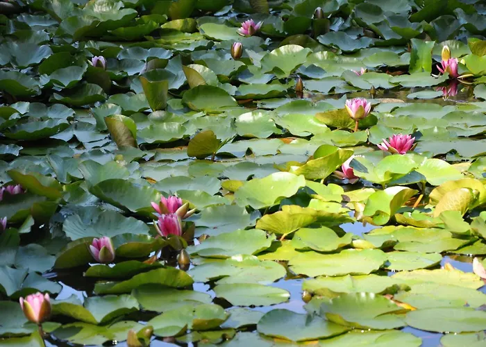 Otel Capo D'orto - Porto - Corse