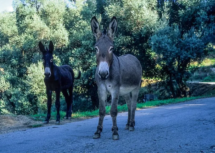 מלון Capo D'orto - Porto - Corse