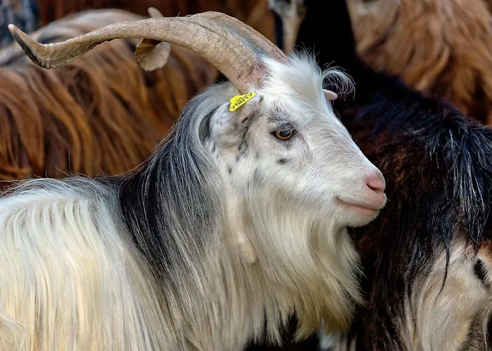 Capo D'orto - Porto - Corse
