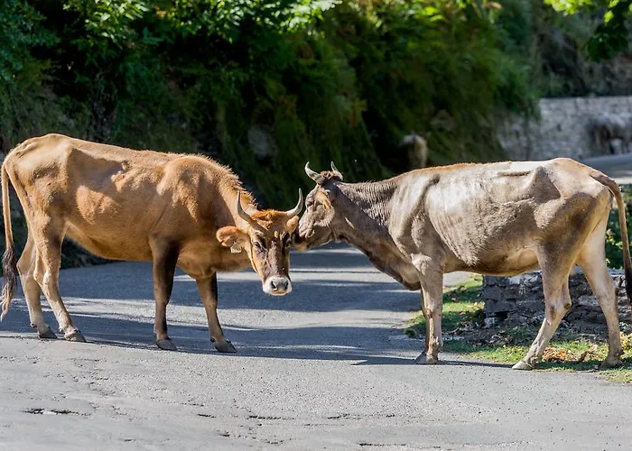 מלון Capo D'orto - Porto - Corse